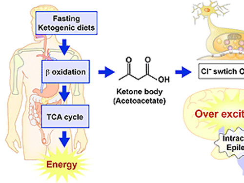 Glutamatergic Signal Transduction: Glutamate transport & Epilepsy