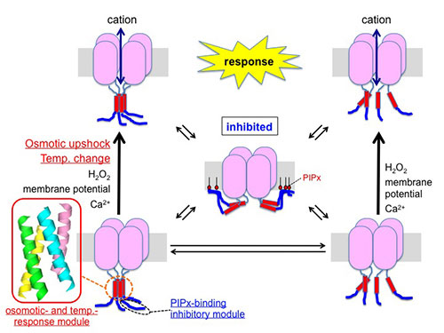 Molecular basis of multimodal regulation of a TRP channel