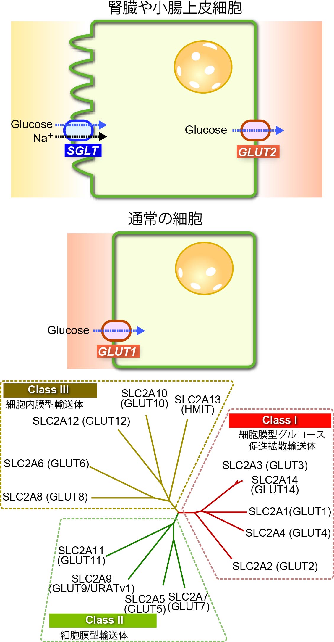 GlucoseTransporter