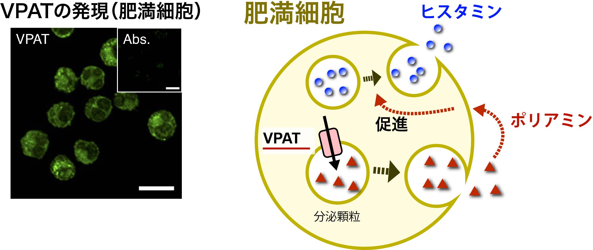 MastCells