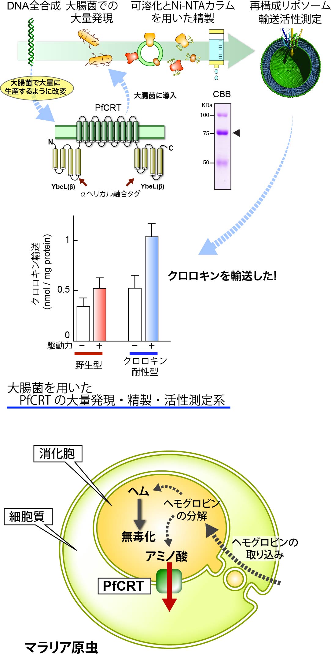 PfCRTの再構成系