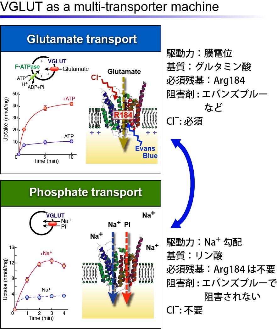 Vesicular GLutamate Transporter