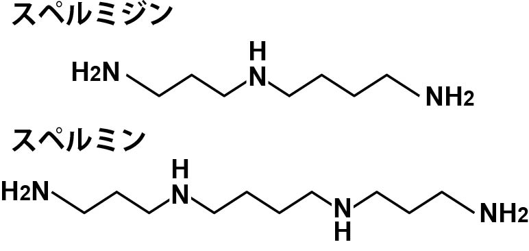 Spermine