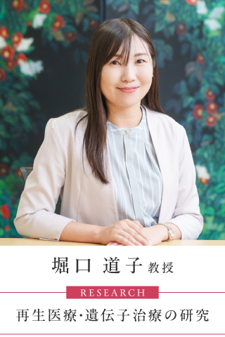 堀口 道子 教授…再生医療に関わる研究