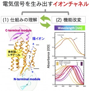 [図]_薬学部HP_Sudo_20150605
